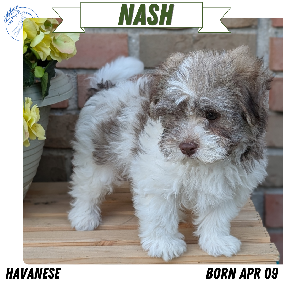 HAVANESE (APR 09) MALES