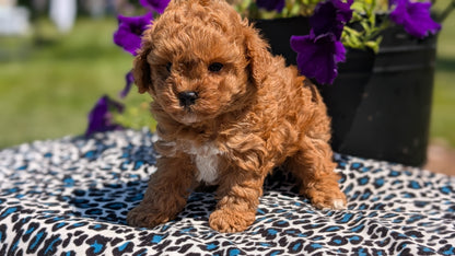 TOY POODLE (JUN 25) MALES