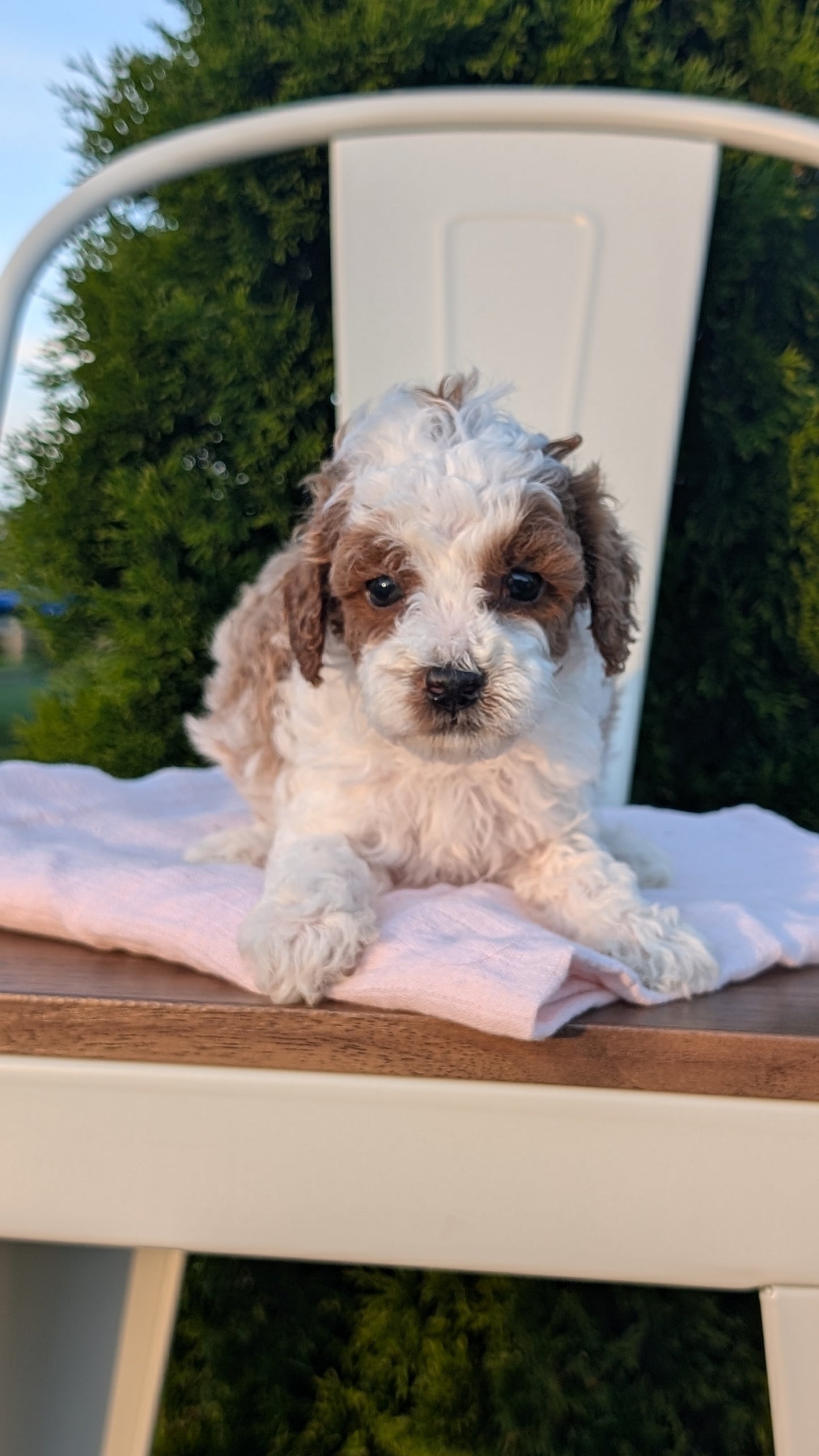 MINI POODLE (MAY 12) MALES