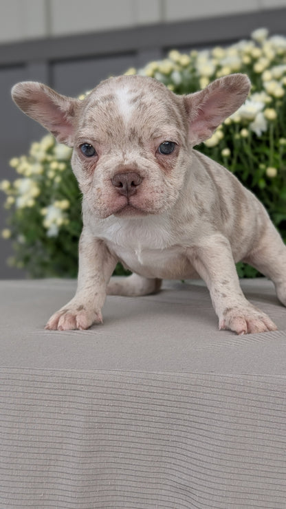 FRENCHTON (JUL 24) 1 FEMALE/1 MALE