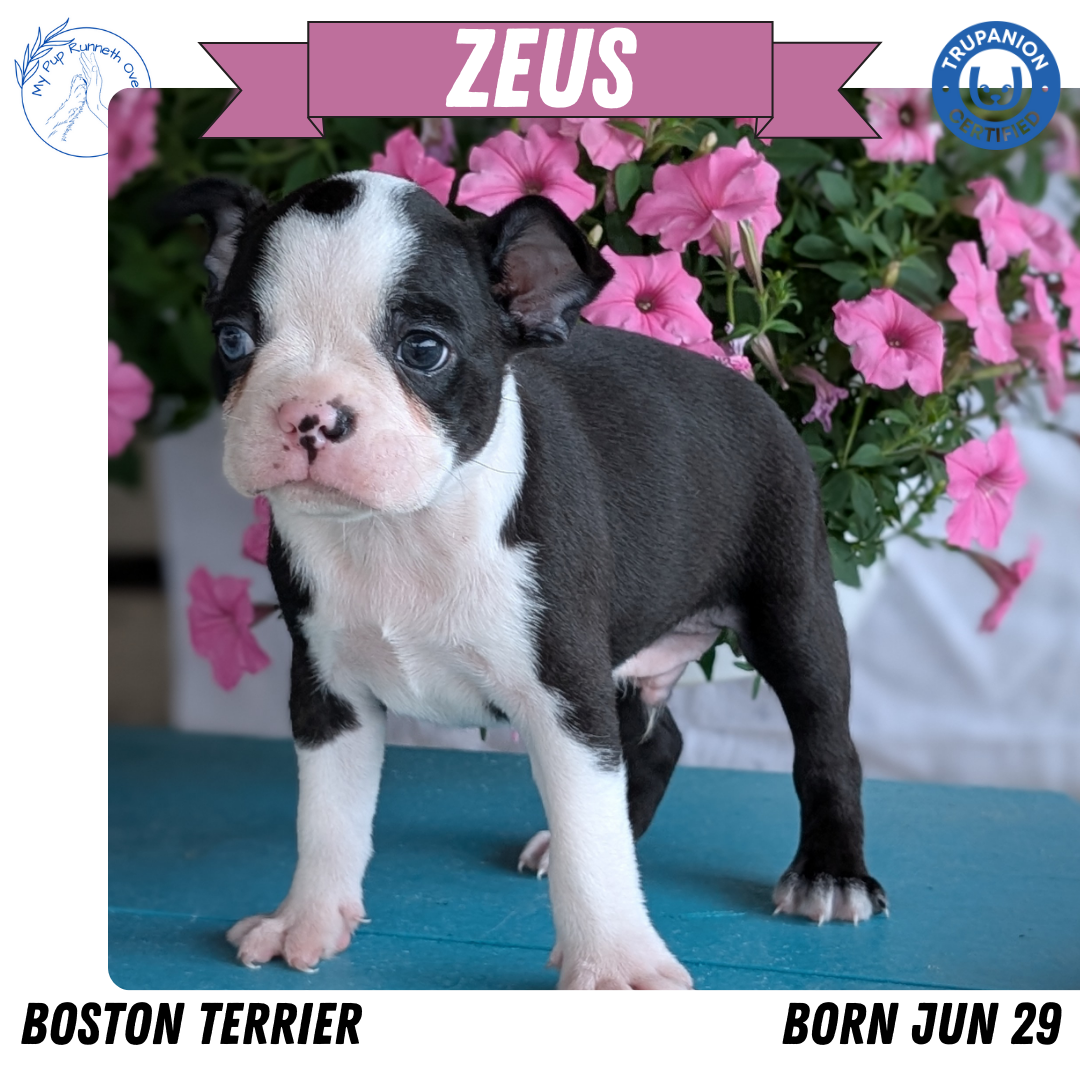 BOSTON TERRIER (06/29) MALE