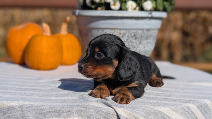 MINI DACHSHUND (09/01) MALE