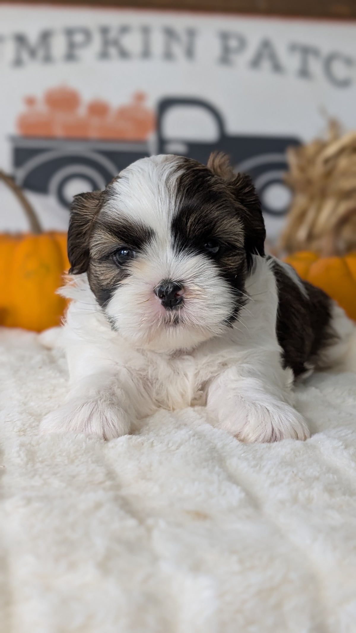 SHIH TZU (AUG 17) 2 FEMALES/3 MALES