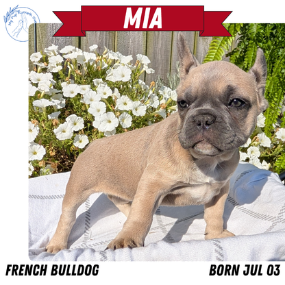 FRENCH BULLDOG (07/03) FEMALE
