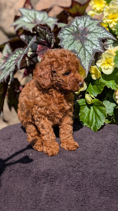 TOY POODLE (JUL 12) 1 FEMALE