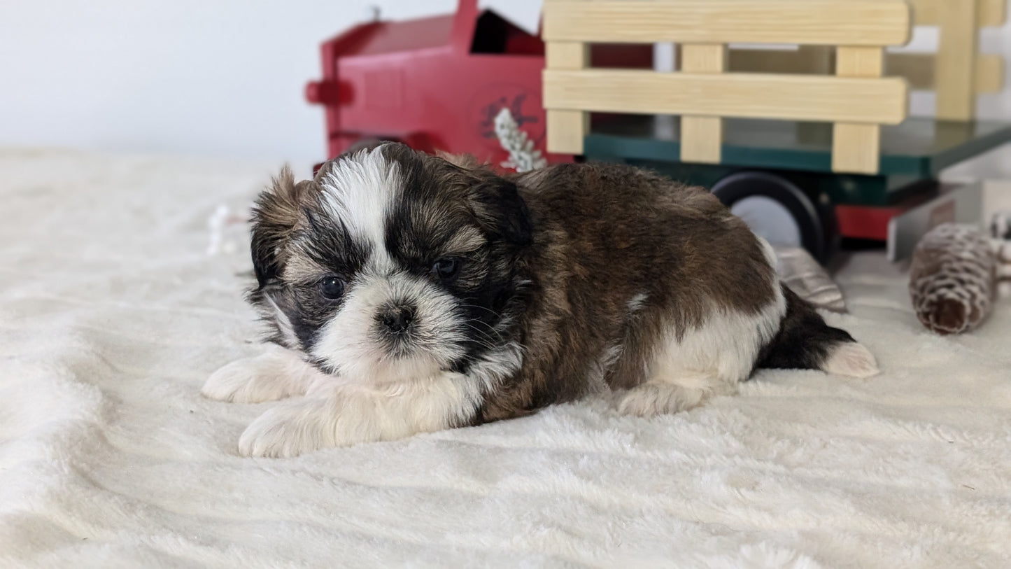 SHIH TZU (DEC 03) MALES