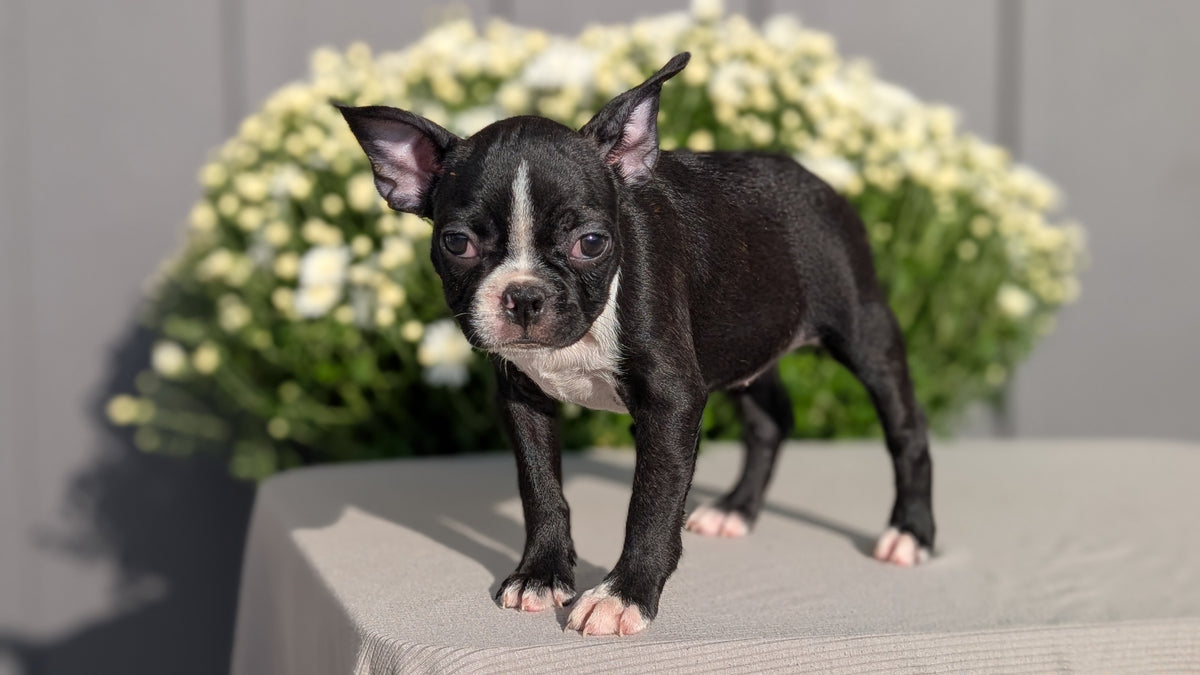 BOSTON TERRIER (JUL 11) 4 FEMALES/4 MALES