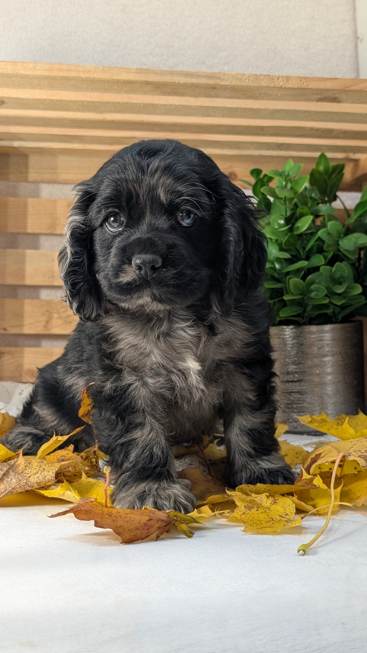 COCKER SPANIEL (09/20) FEMALE