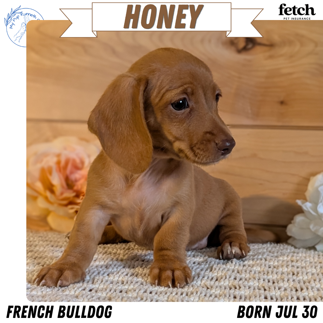 MINI DACHSHUND (JUL 30) 4 MALES/1 FEMALE