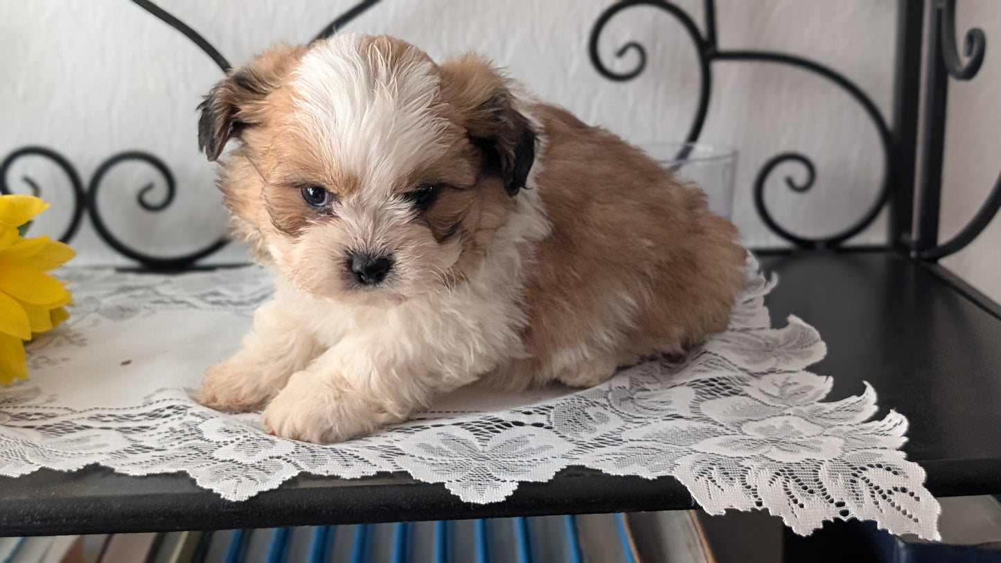TEDDY BEAR (DEC 07) MALE