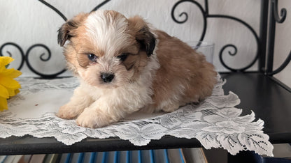 TEDDY BEAR (DEC 07) MALE