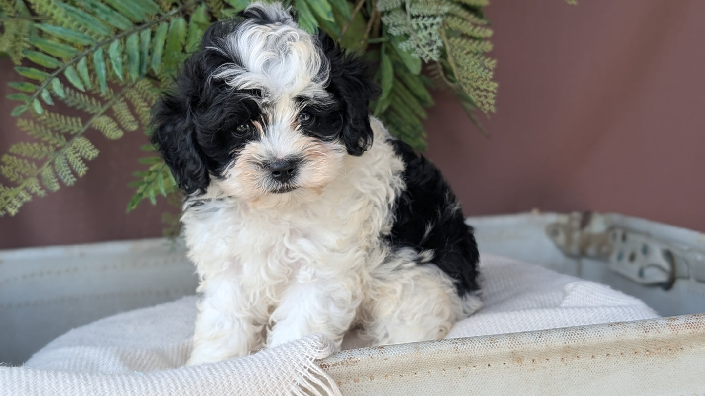 COCKAPOO (MAY 22) MALES