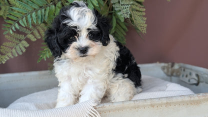 COCKAPOO (MAY 22) MALES