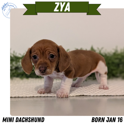 MINI DACHSHUND (JAN 16) FEMALES