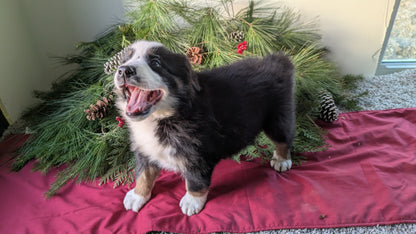 GOLDEN BERNESE (10/28) MALE