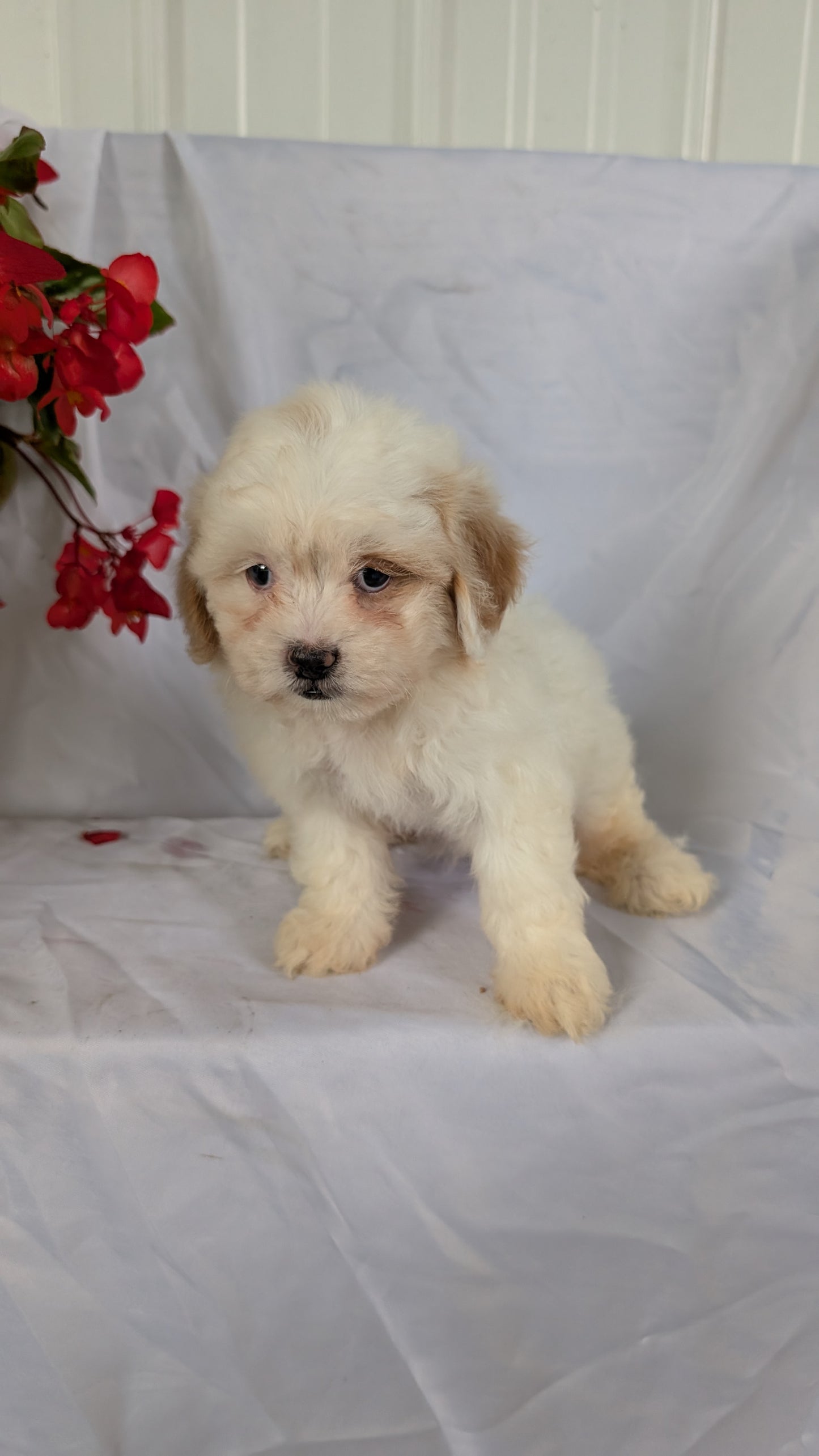 TEDDY BEAR (06/29) FEMALE