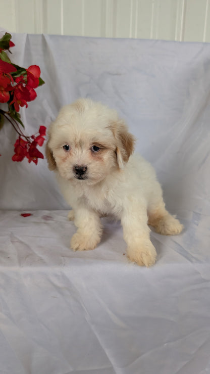TEDDY BEAR (06/29) FEMALE