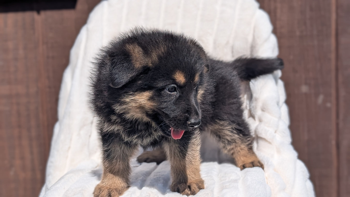 GERMAN SHEPHERD (MAR 28) MALES