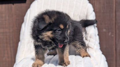 GERMAN SHEPHERD (MAR 28) MALES