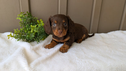 MINI DACHSHUND (02/21) FEMALE