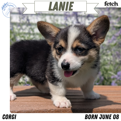 CORGI (JUN 08) FEMALES