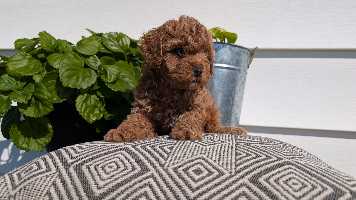 COCKAPOO (08/03) MALE