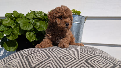 COCKAPOO (08/03) MALE