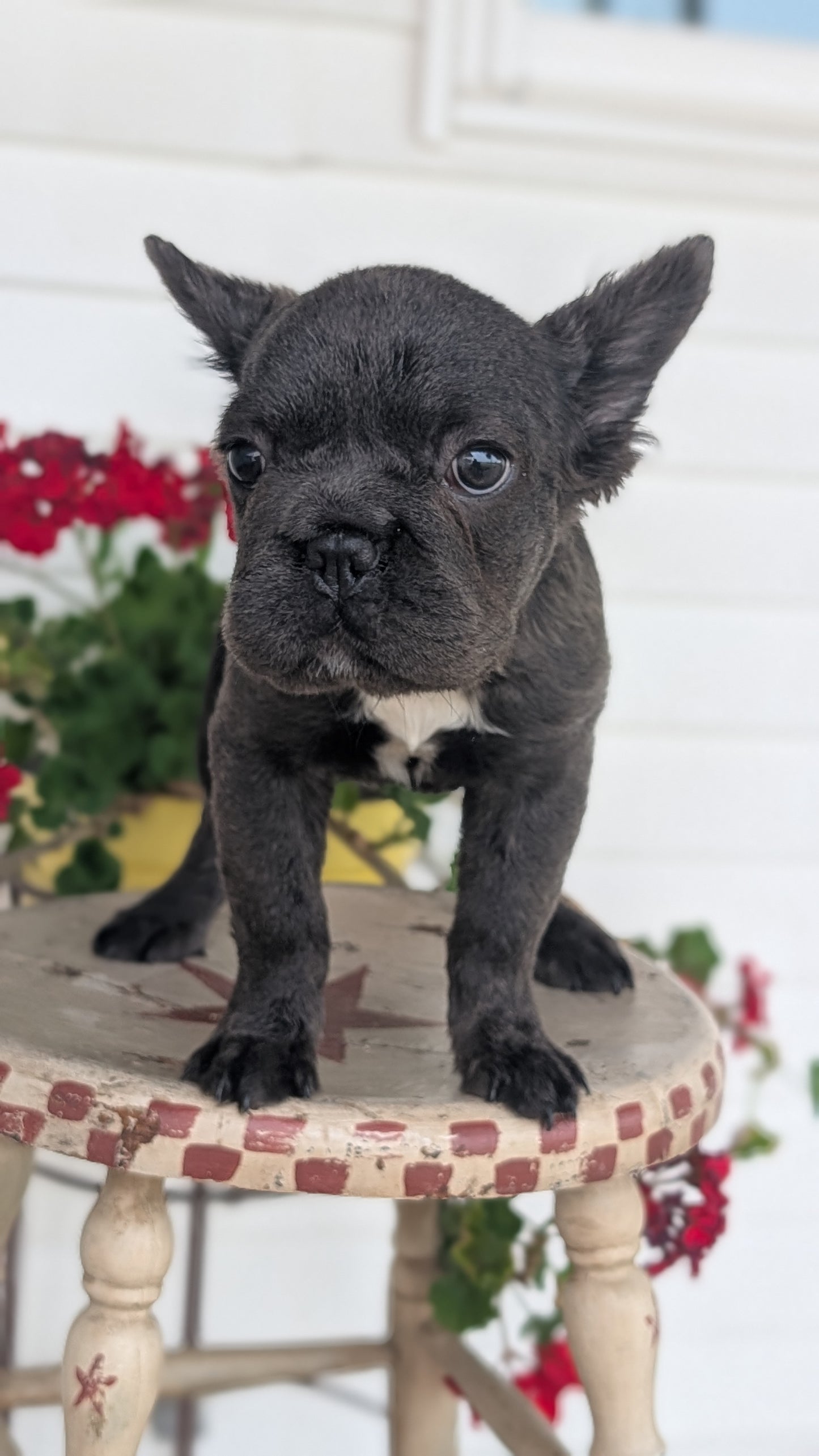 FRENCH BULLDOG (MAR 09) FEMALES