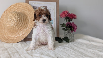 MINI POODLE (06/29) FEMALE