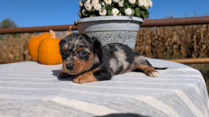 MINI DACHSHUND (09/01) FEMALE