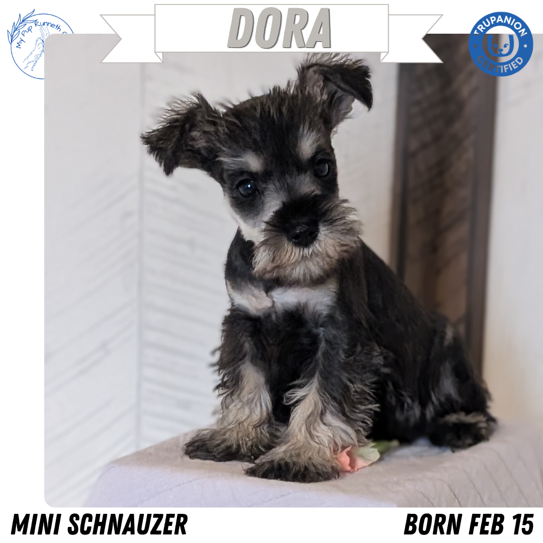 MINI SCHNAUZER (FEB 15) FEMALES
