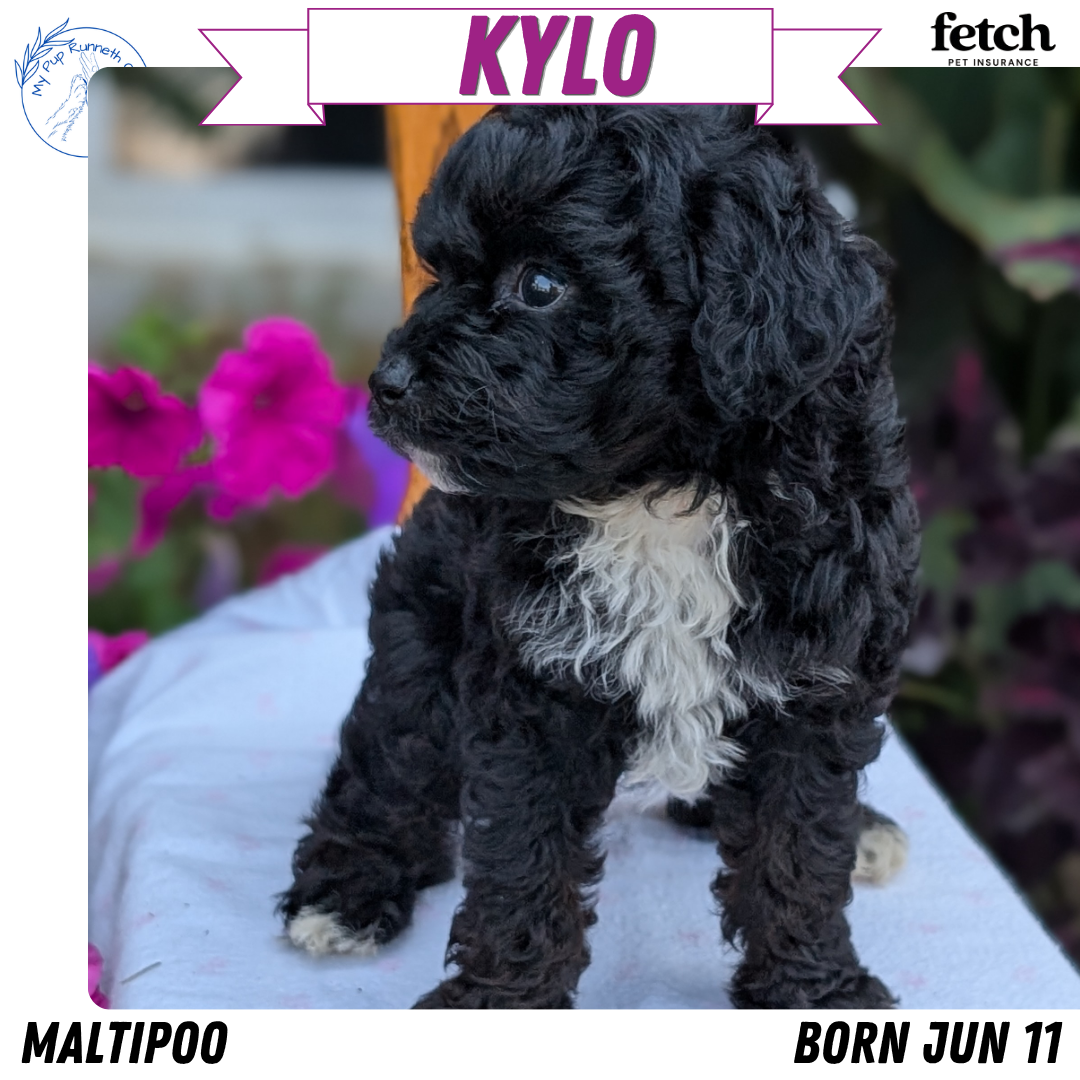 MALTIPOO (JUN 11) MALES