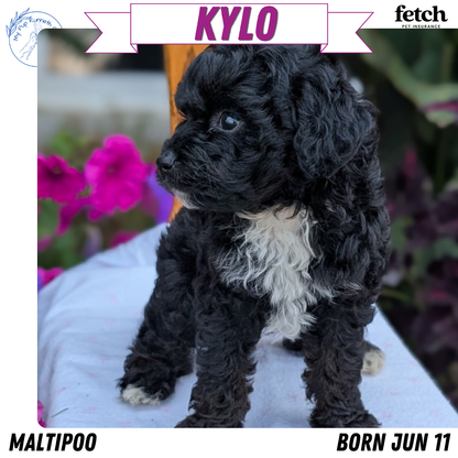 MALTIPOO (JUN 11) MALES