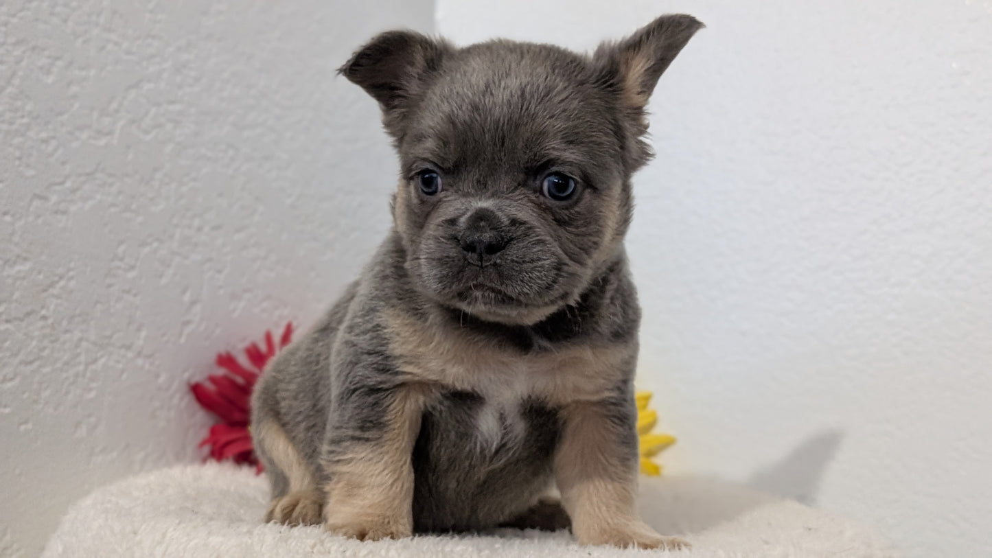 FRENCH BULLDOG (FEB 21) FEMALE