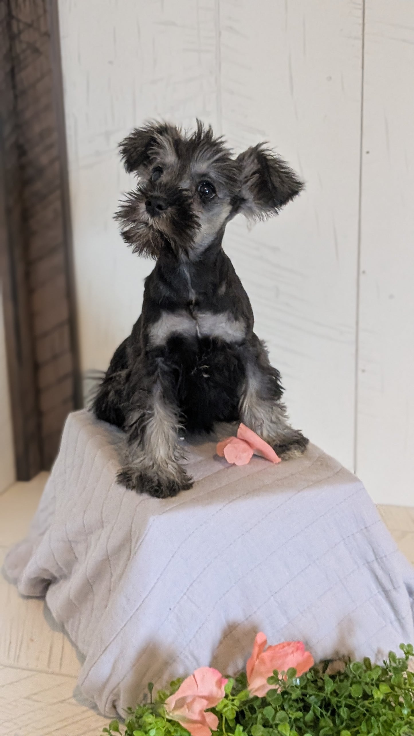 MINI SCHNAUZER (FEB 15) FEMALES