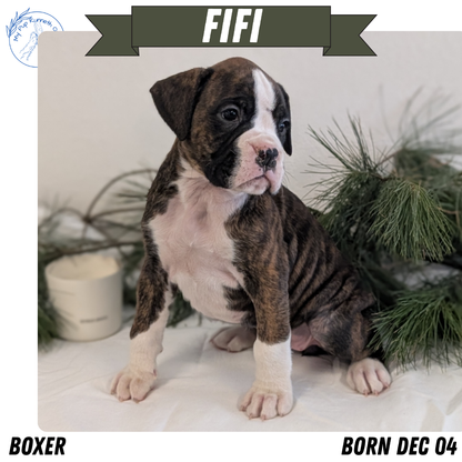 BOXER (DEC 04) FEMALE