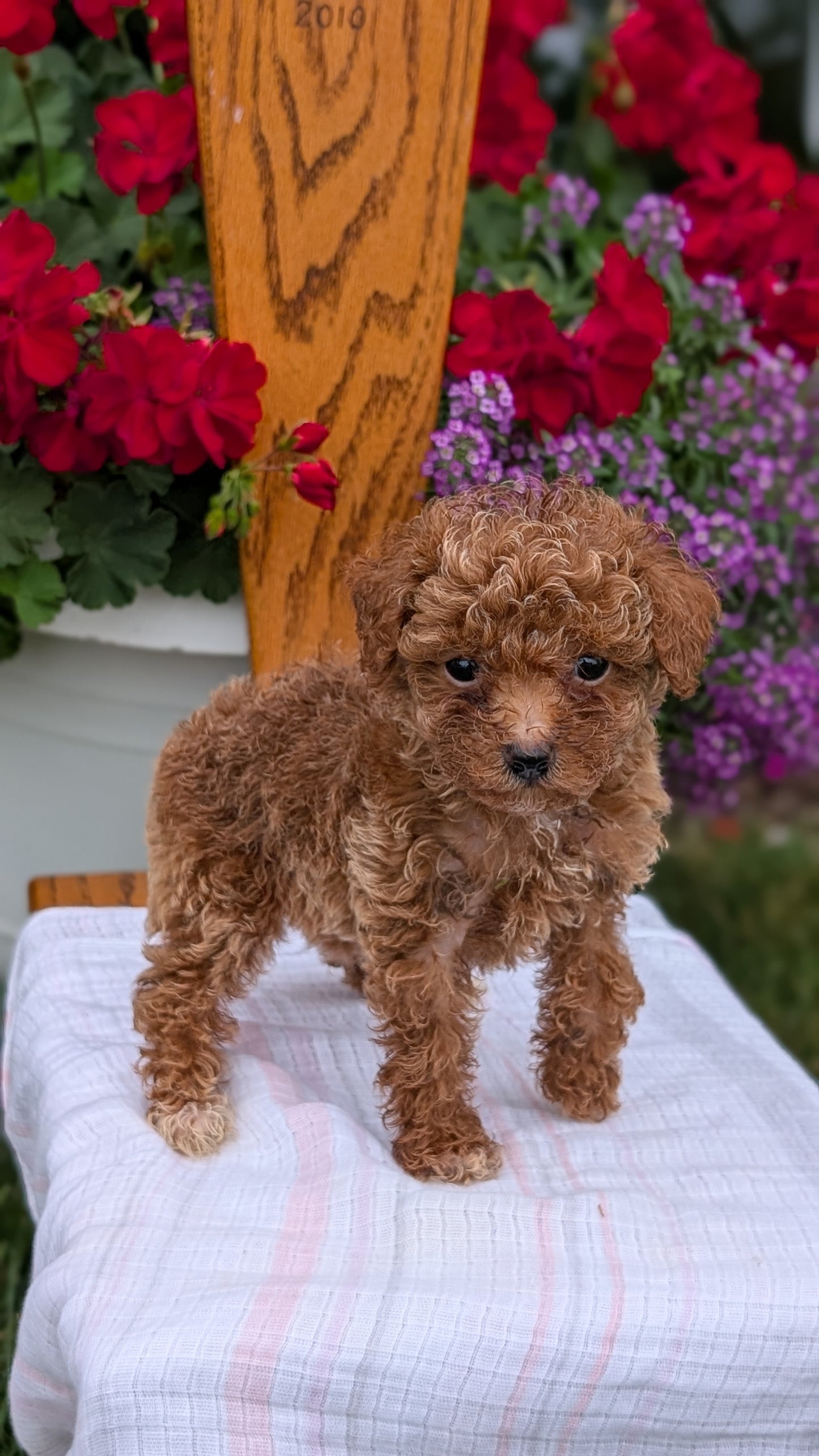 TOY POODLE (JUN 15) FEMALE