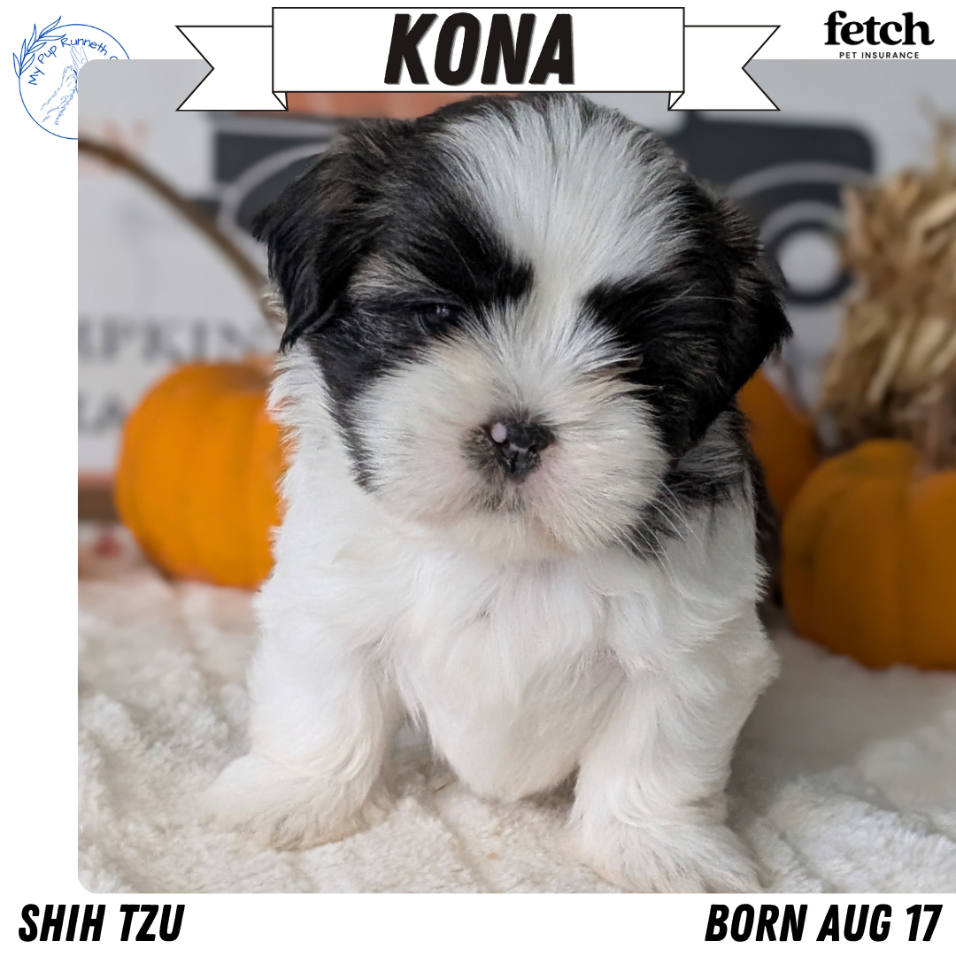SHIH TZU (AUG 17) 2 FEMALES/3 MALES