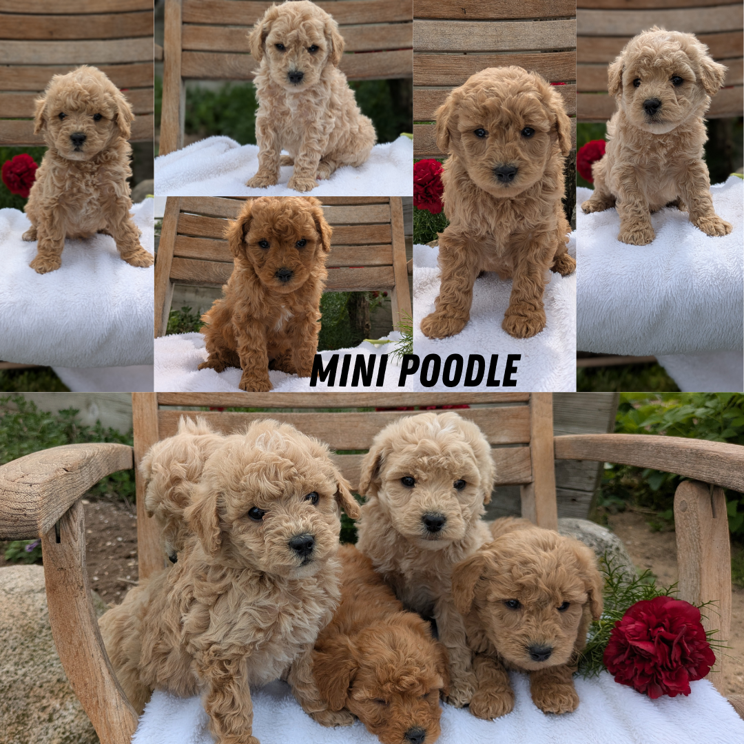 MINI POODLE (03/30) FEMALE