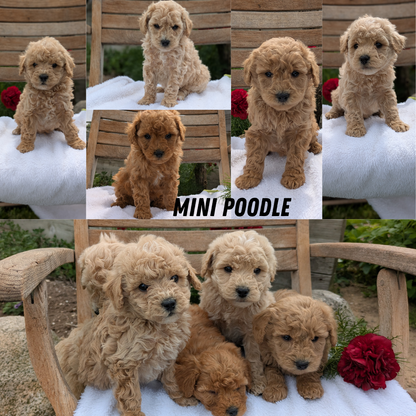 MINI POODLE (03/30) FEMALE