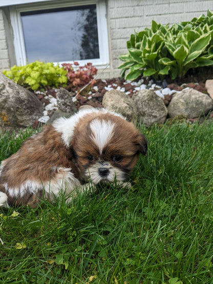 SHIH TZU (03/17) MALE