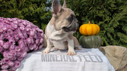 FRENCH BULLDOG (07/03) FEMALE