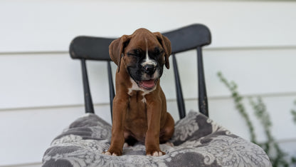 BOXER (JUN 11) MALES