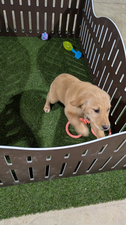 GOLDEN RETRIEVER (11/11) FEMALE