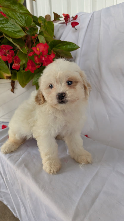 TEDDY BEAR (06/29) FEMALE