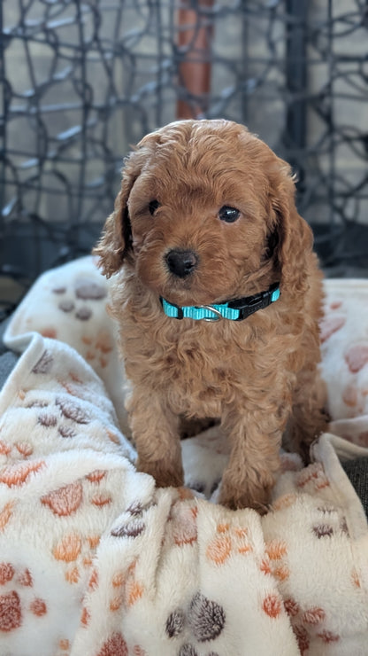 TOY POODLE (SEP 10) 4 MALES/2 FEMALES