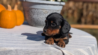 MINI DACHSHUND (09/01) MALE