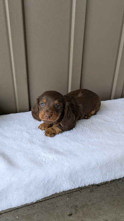 MINI DACHSHUND (02/21) MALE