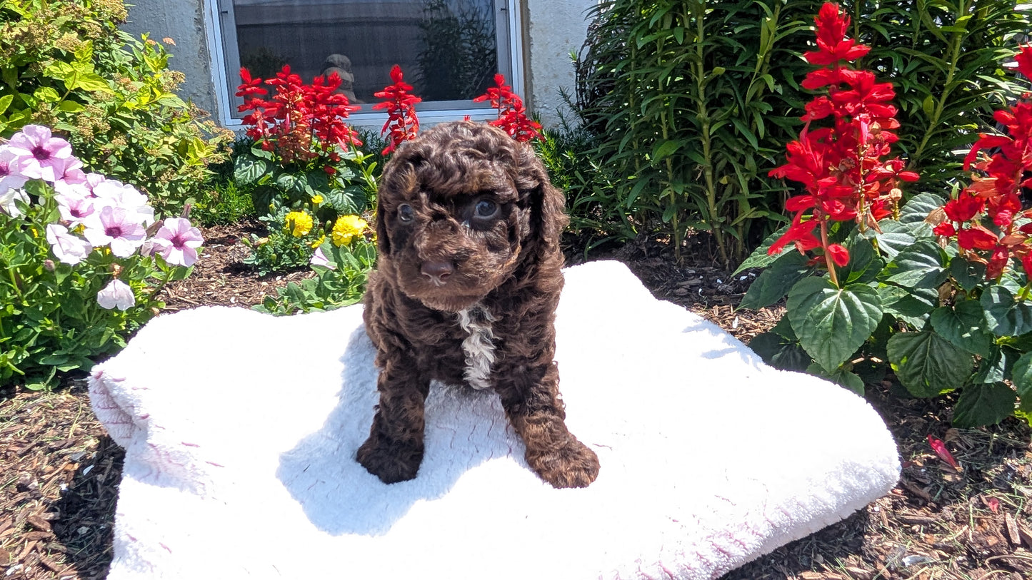 TOY POODLE (06/30) MALE