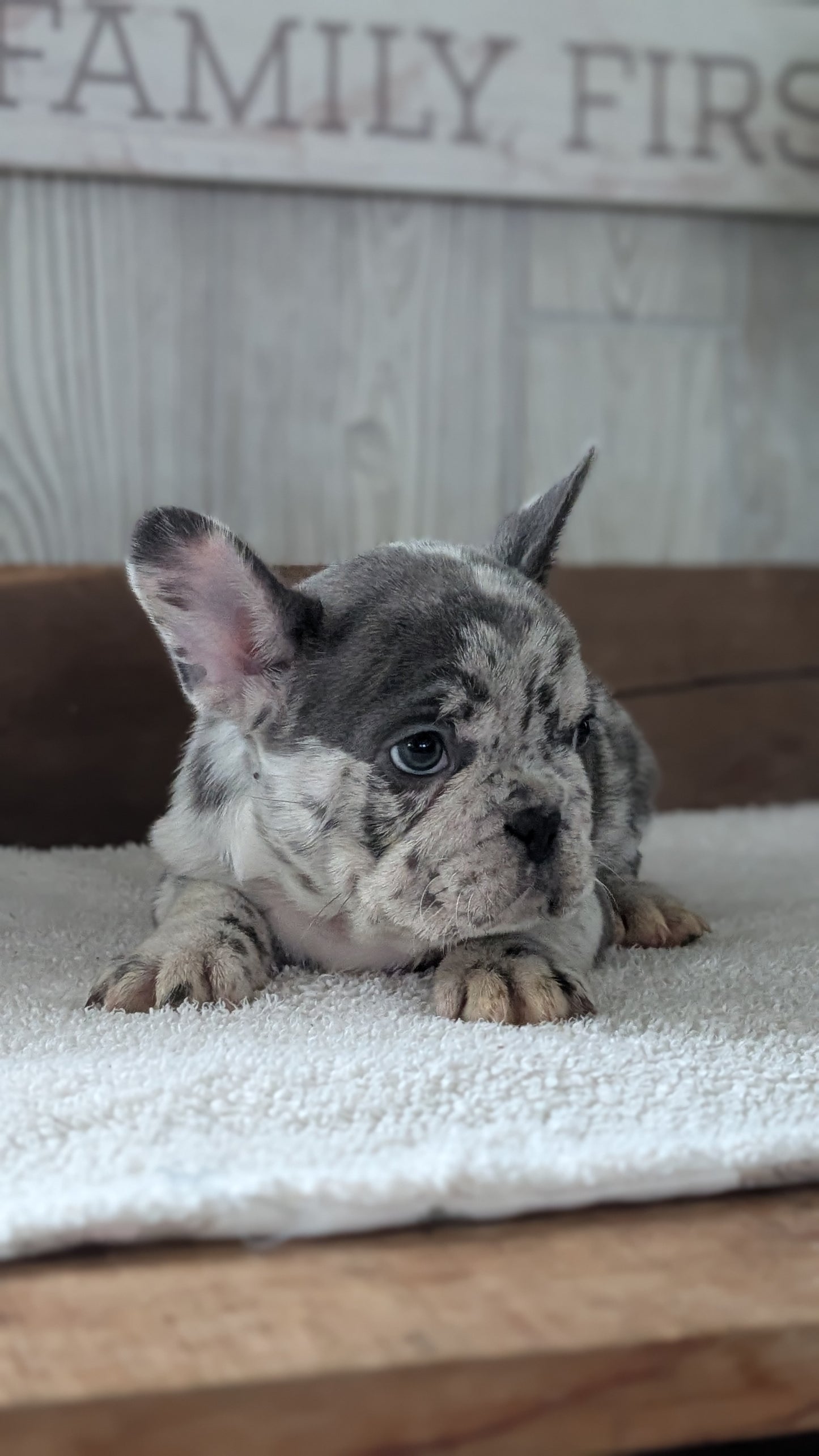 FRENCH BULLDOG (NOV 22) MALES